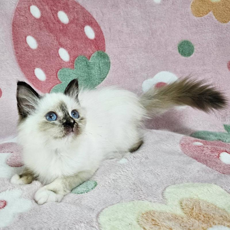 商談中の東京都のバーマン-128058の2枚目