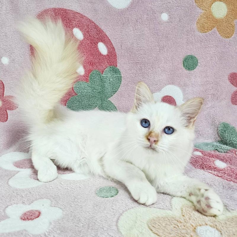 販売中の東京都のバーマン-128057の6枚目