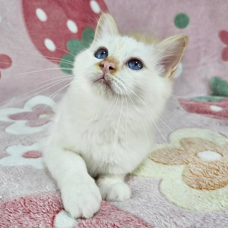 販売中の東京都のバーマン-128057の5枚目