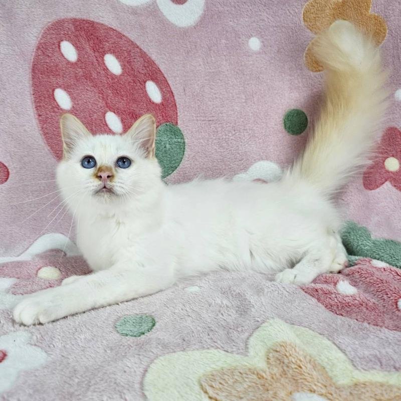 販売中の東京都のバーマン-128057の4枚目