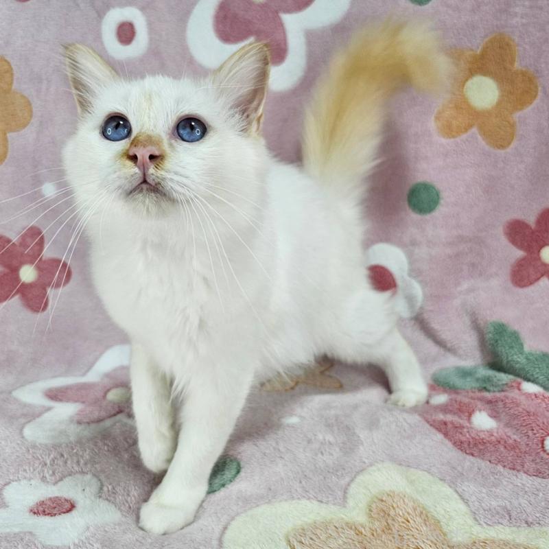 販売中の東京都のバーマン-128057の3枚目