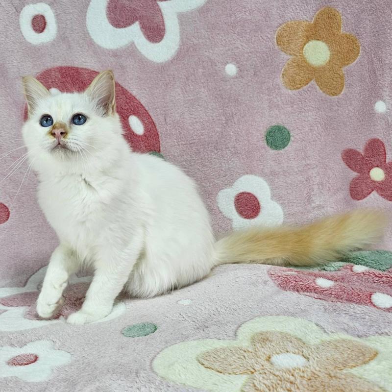 販売中の東京都のバーマン-128057の2枚目