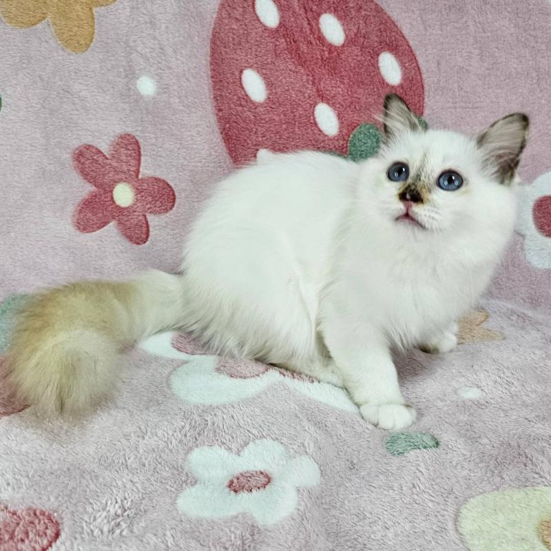 販売中の東京都のバーマン-123884の6枚目