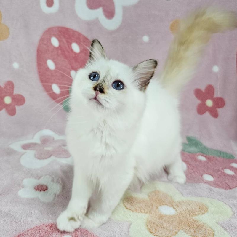 販売中の東京都のバーマン-123884の5枚目