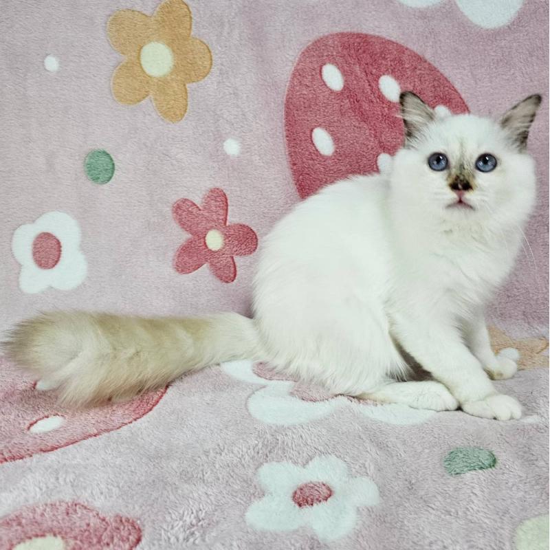 販売中の東京都のバーマン-123884の4枚目