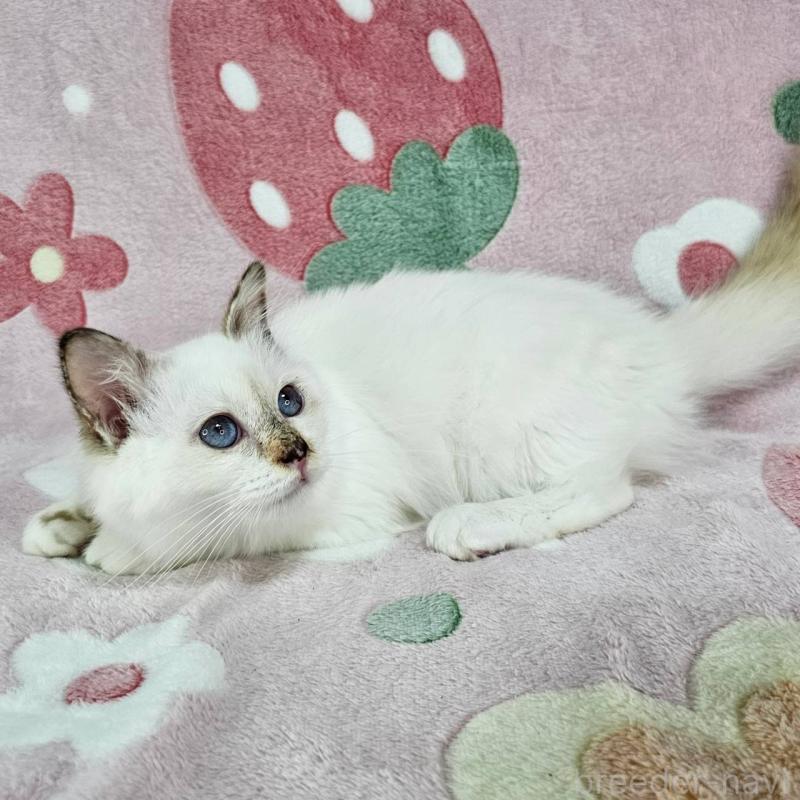 販売中の東京都のバーマン-123884の3枚目