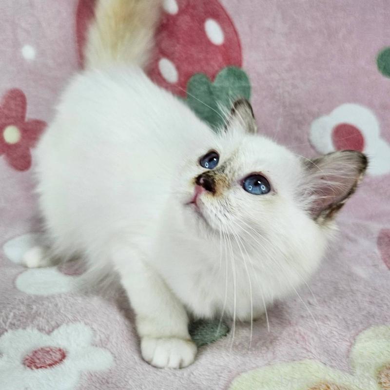 販売中の東京都のバーマン-123884の2枚目