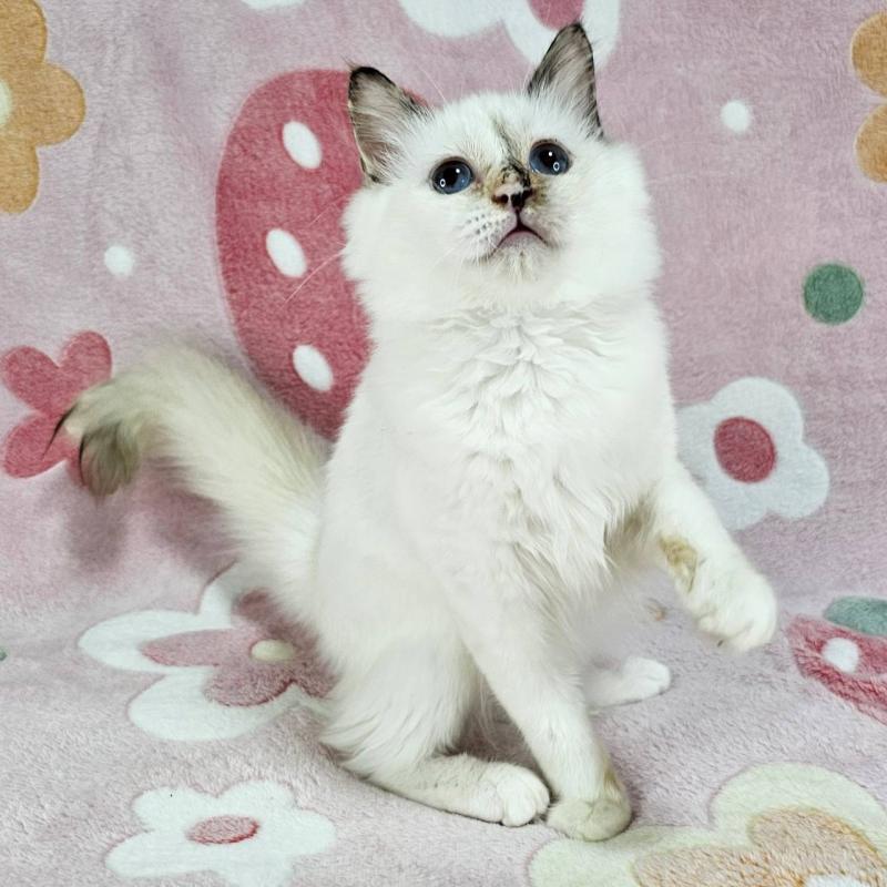 販売中の東京都のバーマン-123885の6枚目