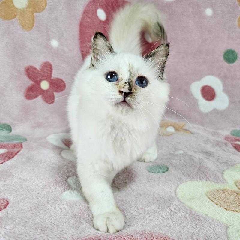 販売中の東京都のバーマン-123885の5枚目