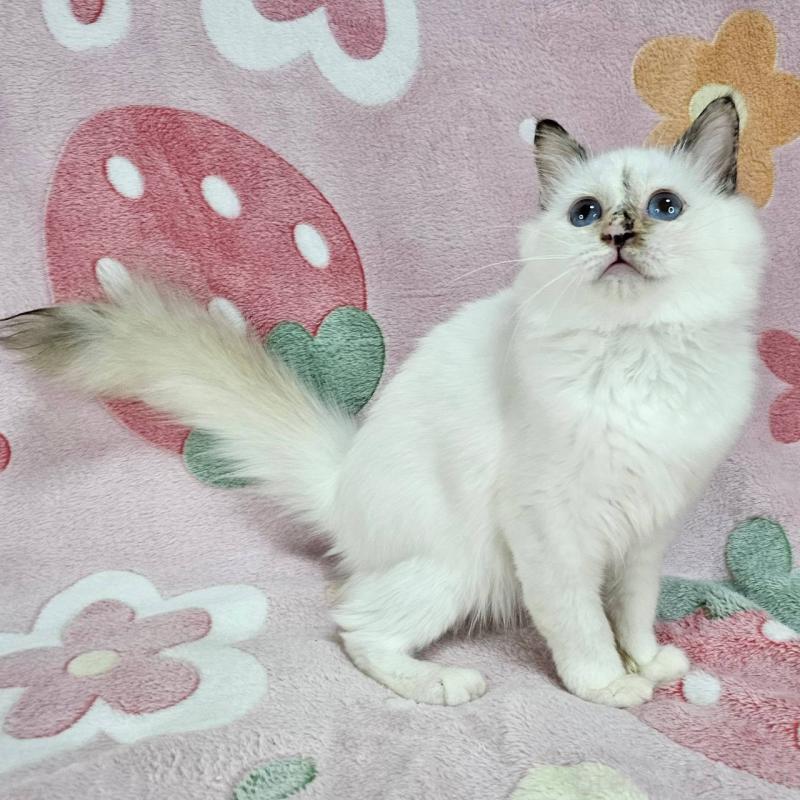 販売中の東京都のバーマン-123885の4枚目