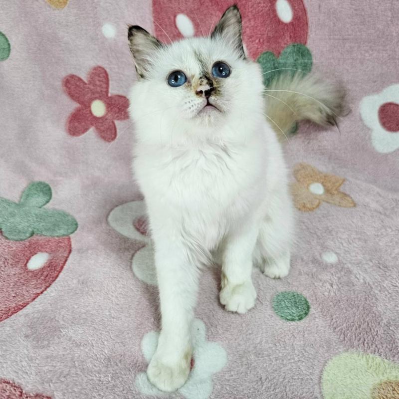 販売中の東京都のバーマン-123885の3枚目