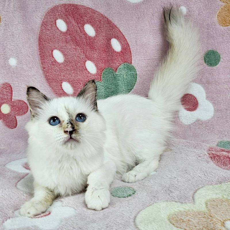 販売中の東京都のバーマン-123885の2枚目