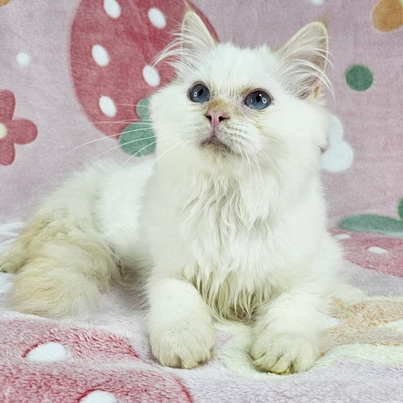 成約済の東京都のバーマン-125152の6枚目