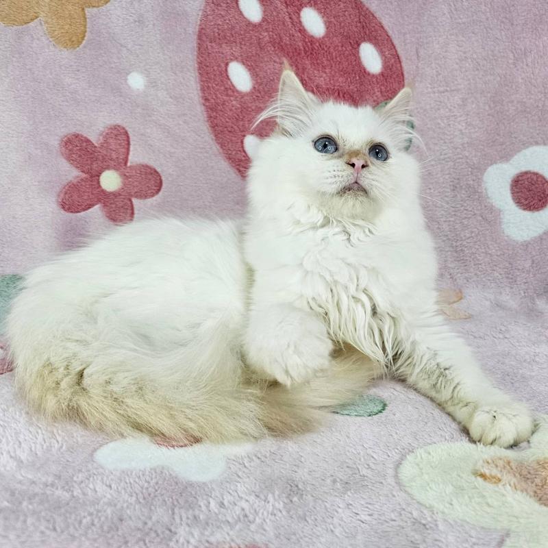 成約済の東京都のバーマン-125152の5枚目