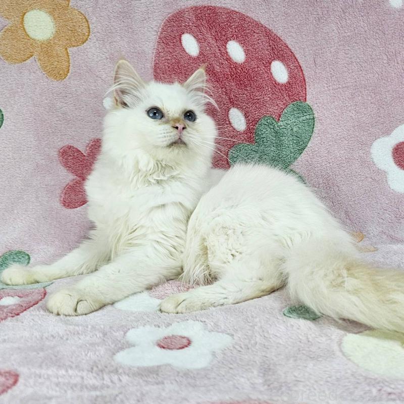 成約済の東京都のバーマン-125152の4枚目