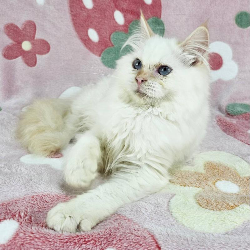 成約済の東京都のバーマン-125152の3枚目