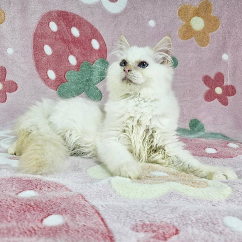 成約済の東京都のバーマン-125152の2枚目