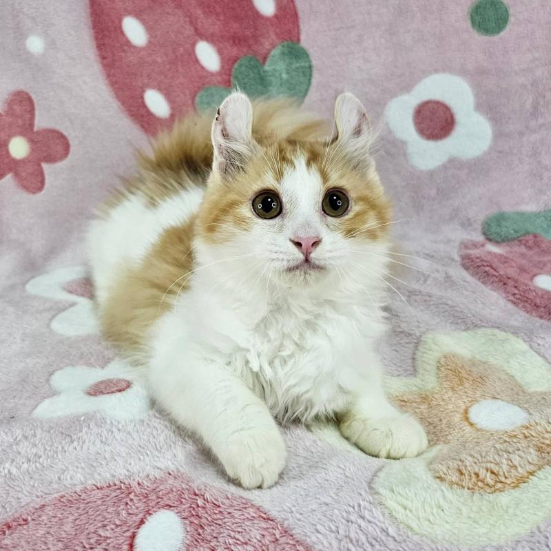 成約済の東京都のマンチカン-126025の6枚目