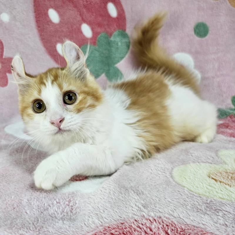 成約済の東京都のマンチカン-126025の5枚目