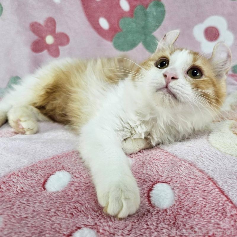 成約済の東京都のマンチカン-126025の4枚目