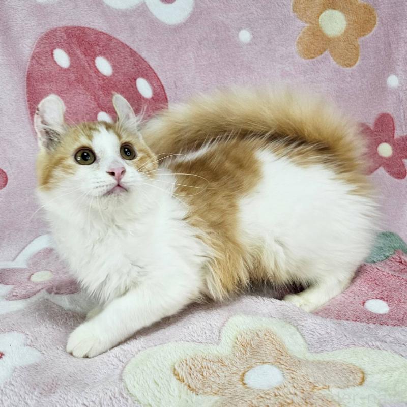 成約済の東京都のマンチカン-126025の3枚目