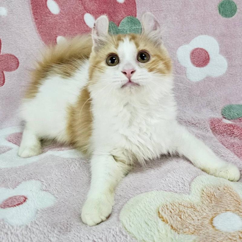 成約済の東京都のマンチカン-126025の2枚目