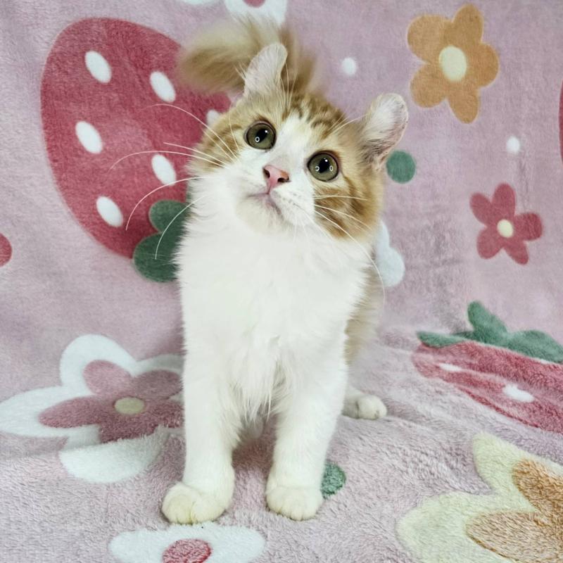 成約済の東京都のマンチカン-126027の6枚目