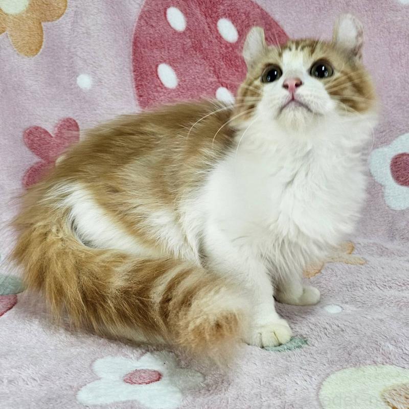 成約済の東京都のマンチカン-126027の5枚目