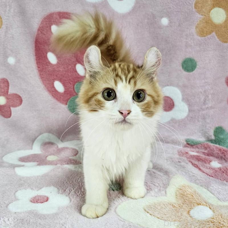 成約済の東京都のマンチカン-126027の4枚目