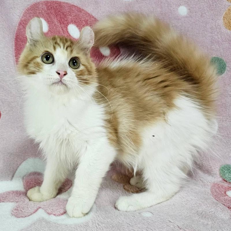 成約済の東京都のマンチカン-126027の3枚目