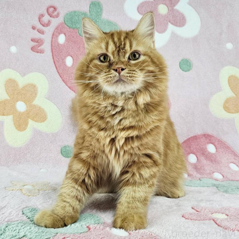 販売中の東京都のマンチカン-121287の6枚目