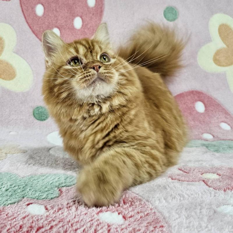 販売中の東京都のマンチカン-121287の5枚目