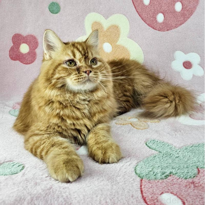 販売中の東京都のマンチカン-121287の4枚目