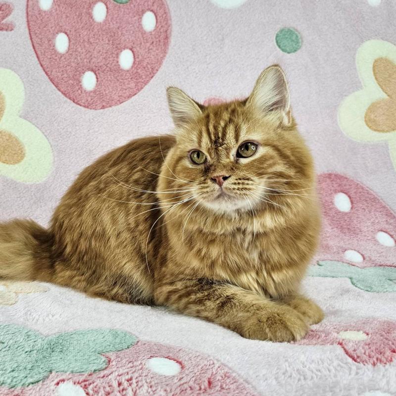 販売中の東京都のマンチカン-121287の3枚目