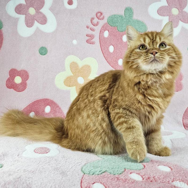 販売中の東京都のマンチカン-121287の2枚目