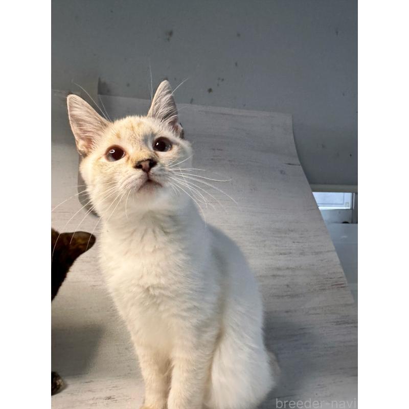 販売中の長野県のトイボブ-123007の2枚目