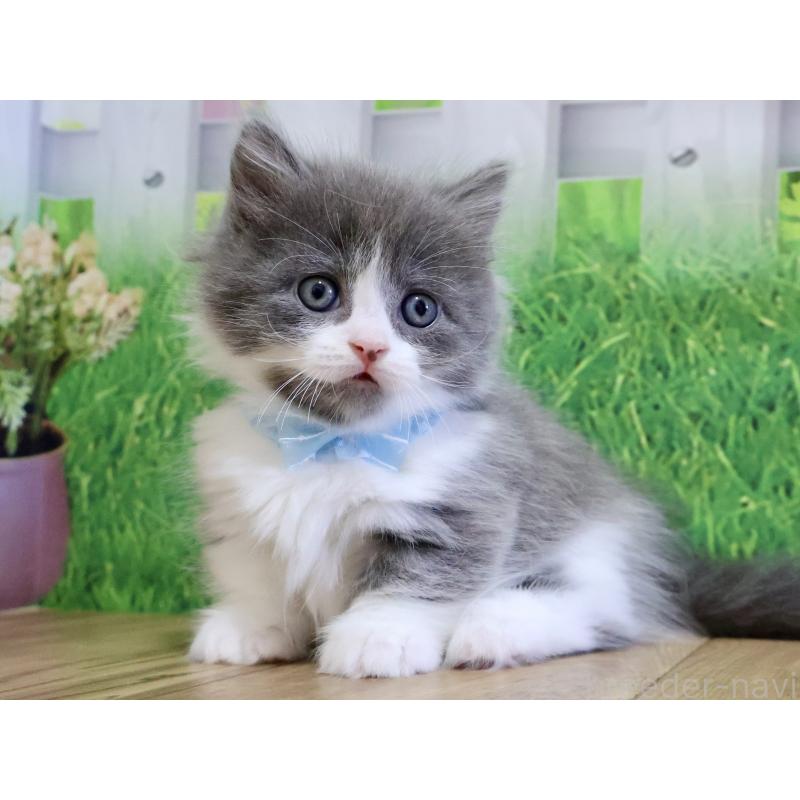 販売中の岐阜県のマンチカン(短足)-128149の3枚目