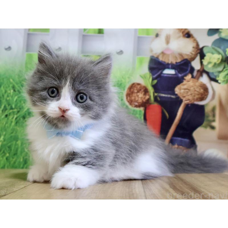 販売中の岐阜県のマンチカン(短足)-128149の2枚目