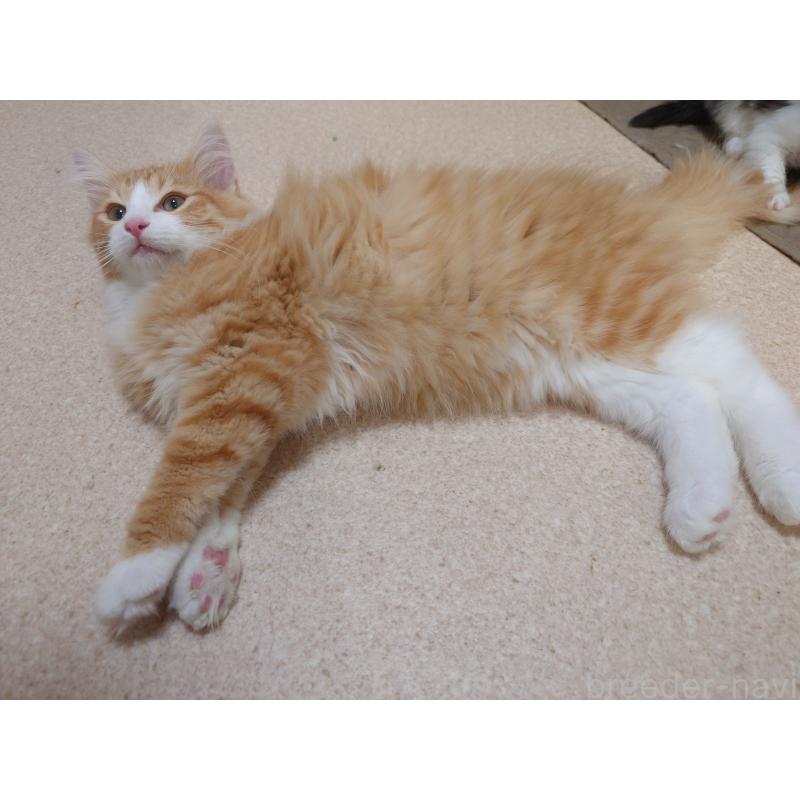 販売中の埼玉県のノルウェージャンフォレストキャット-122996の9枚目
