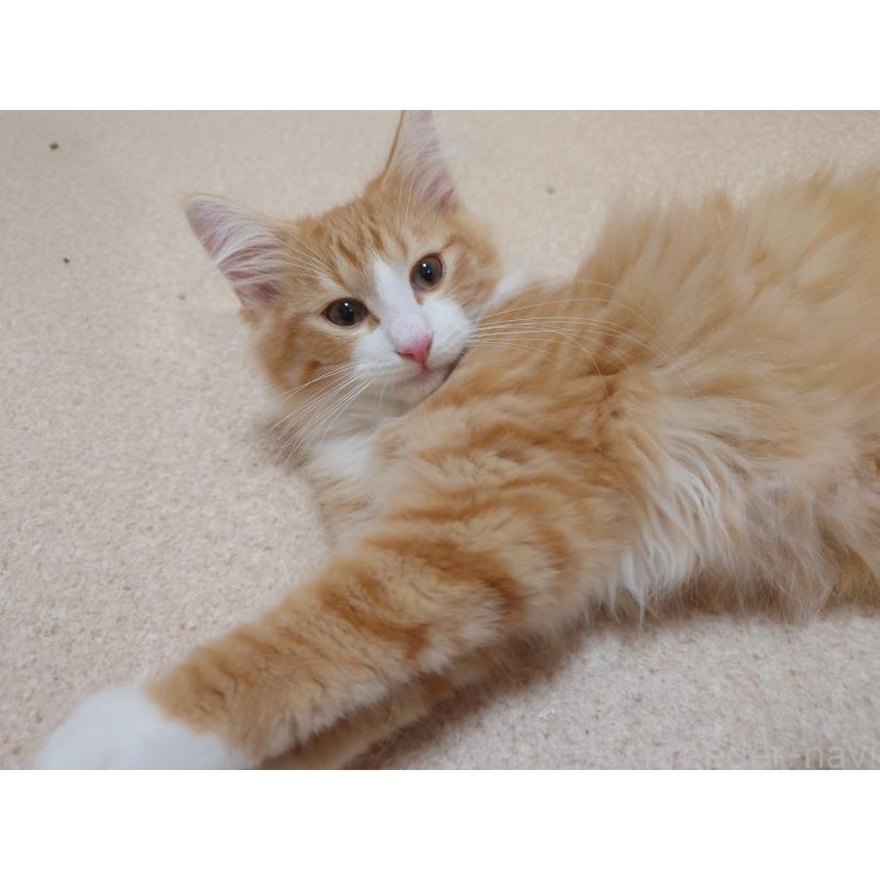 販売中の埼玉県のノルウェージャンフォレストキャット-122996の8枚目