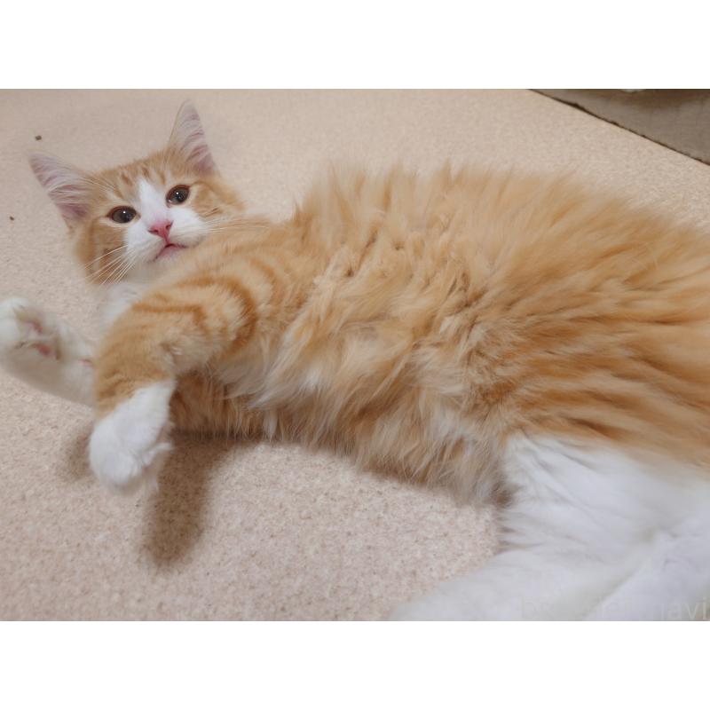 販売中の埼玉県のノルウェージャンフォレストキャット-122996の7枚目