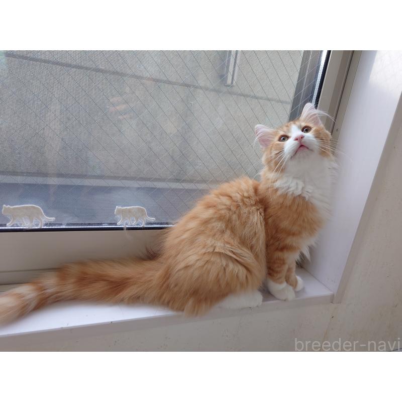 販売中の埼玉県のノルウェージャンフォレストキャット-122996の6枚目
