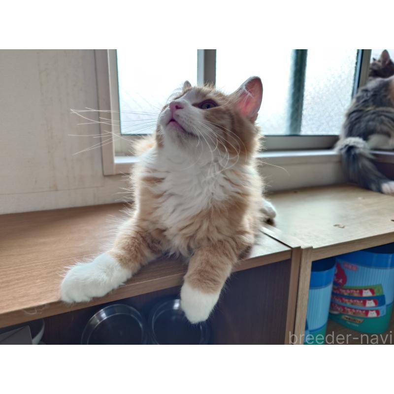 販売中の埼玉県のノルウェージャンフォレストキャット-122996の4枚目