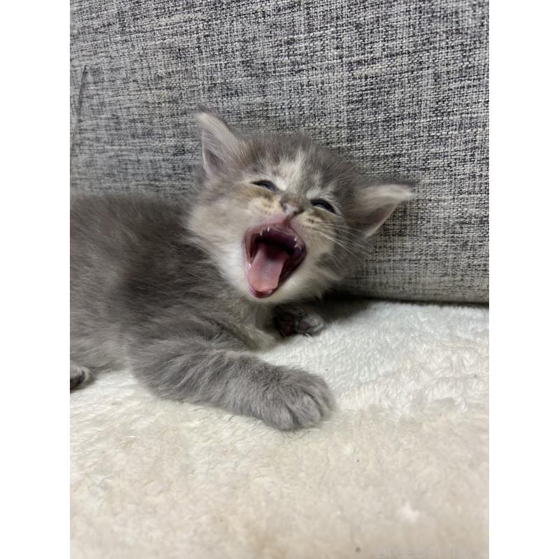 成約済の茨城県のサイベリアン-128672の4枚目