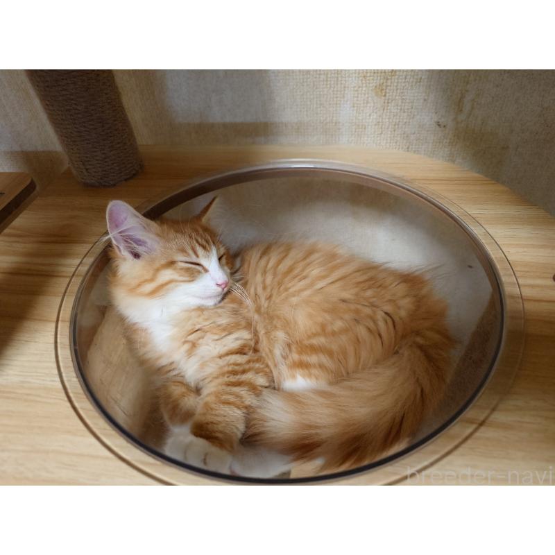 販売中の埼玉県のノルウェージャンフォレストキャット-122996の2枚目