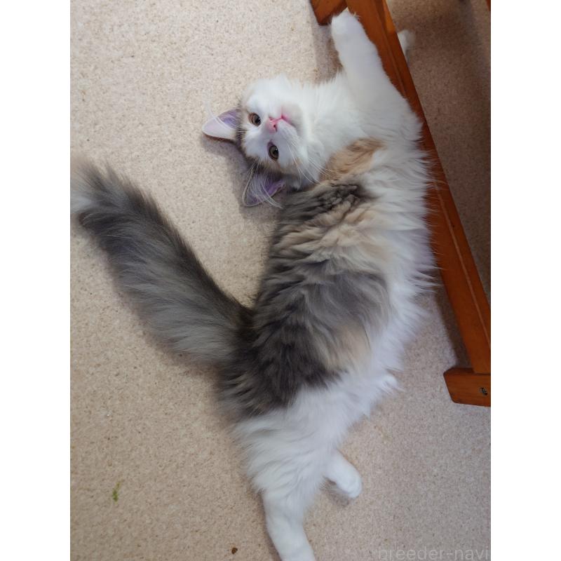 販売中の埼玉県のノルウェージャンフォレストキャット-122995の6枚目