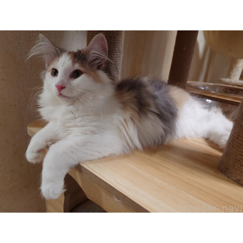 販売中の埼玉県のノルウェージャンフォレストキャット-122995の5枚目