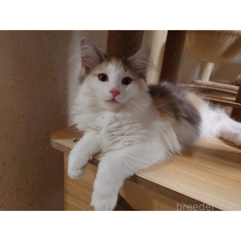 販売中の埼玉県のノルウェージャンフォレストキャット-122995の4枚目