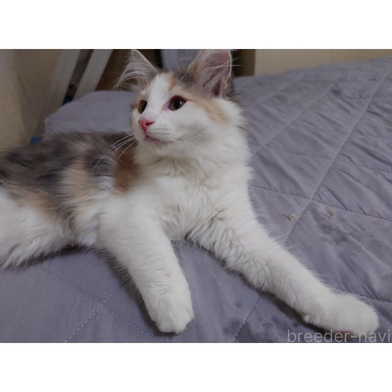 販売中の埼玉県のノルウェージャンフォレストキャット-122995の2枚目