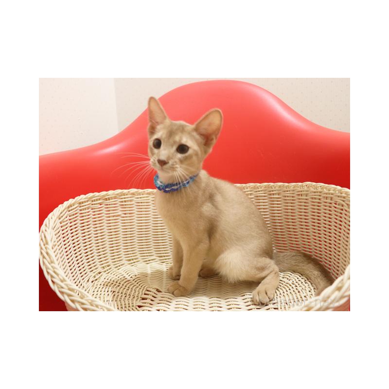 成約済の埼玉県のアビシニアン-128367の3枚目